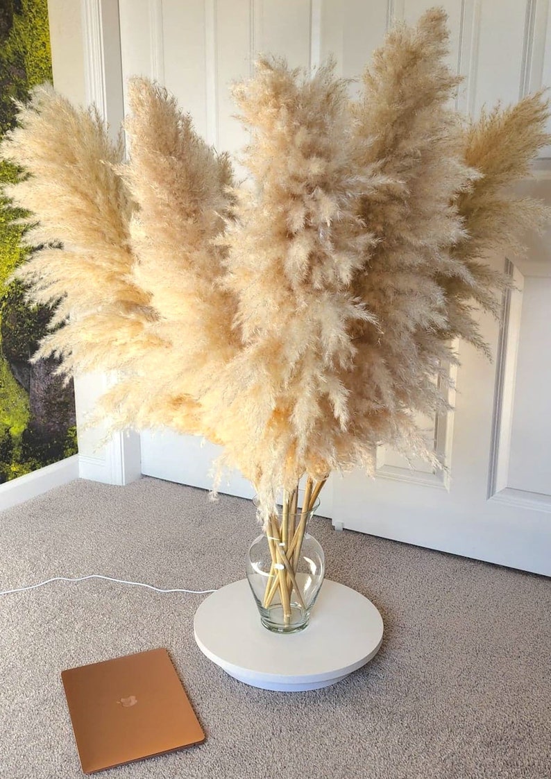 Large Pampas Grass uscat, calitate premium, pentru decoruri (+ O VAZǍ GRATUIT)